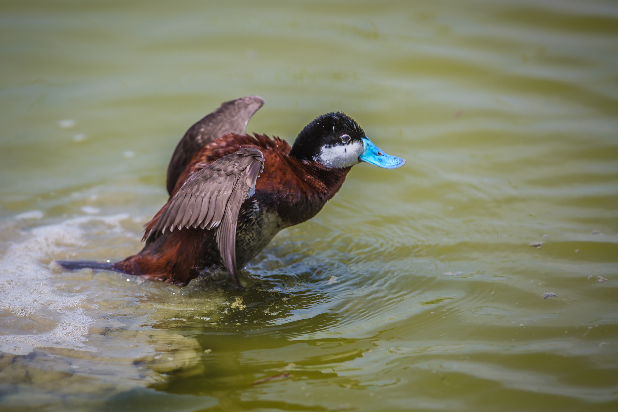 blue nosed duck