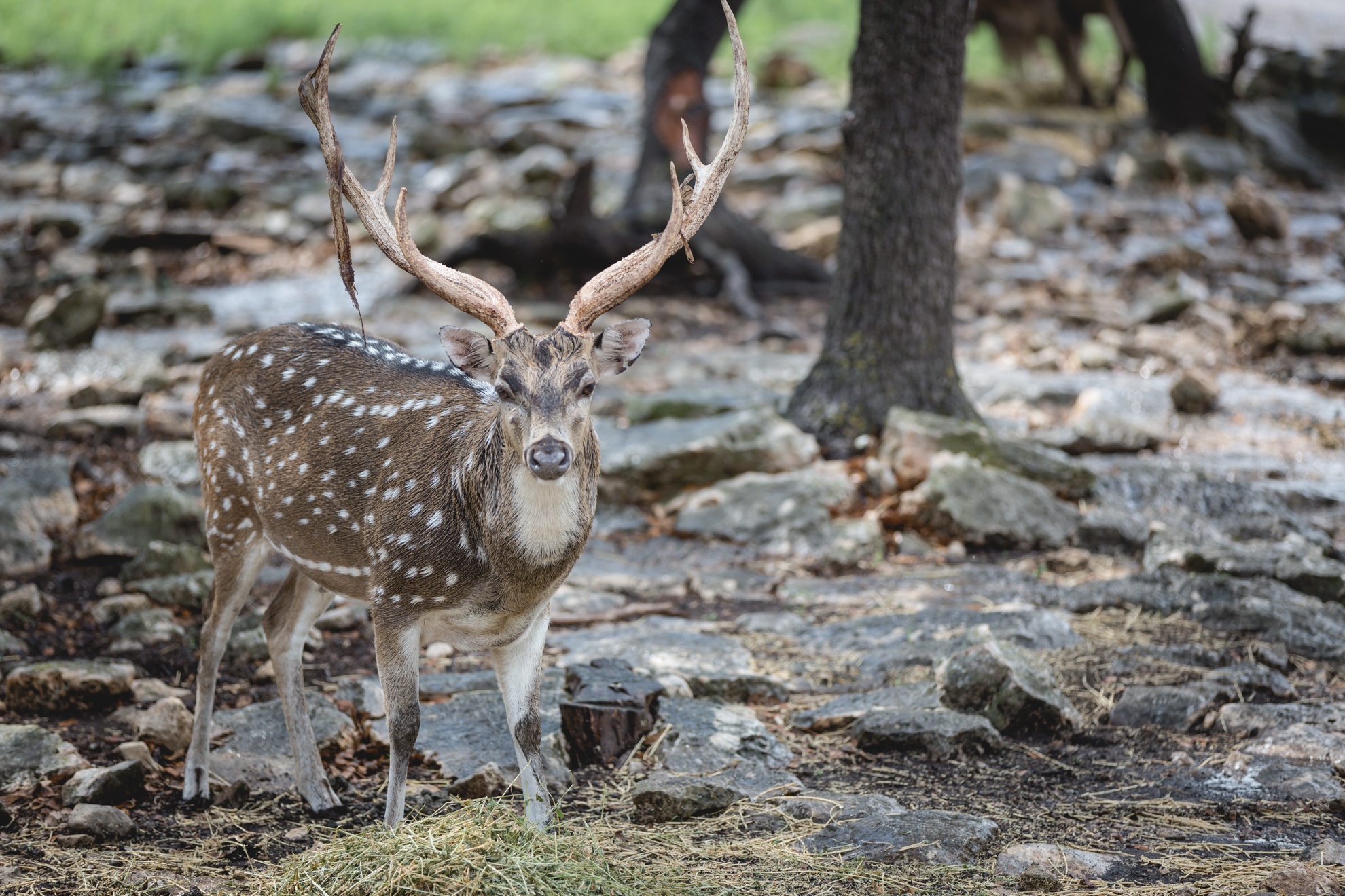 deer photograph-2-2