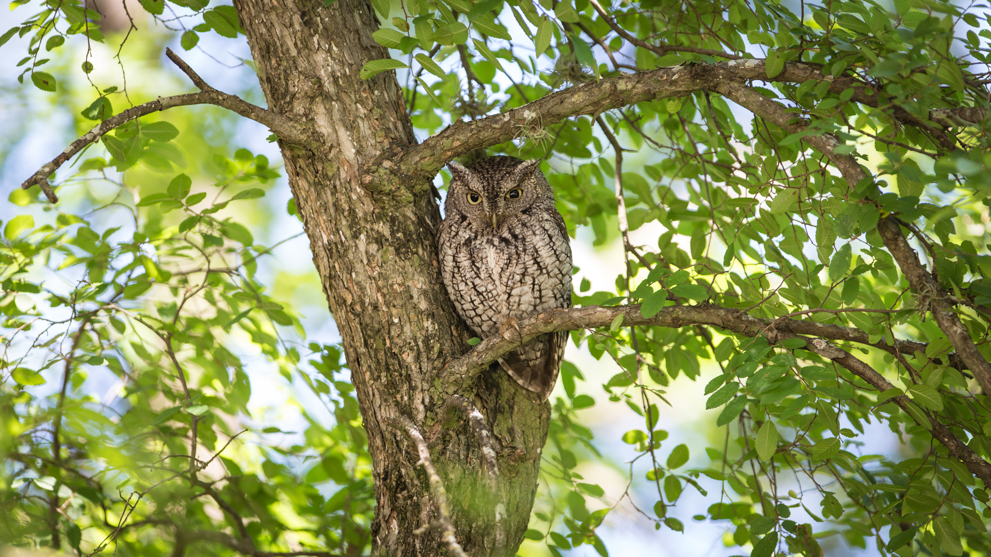 owl photograph-2262