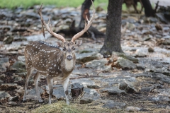 deer photograph-2-2