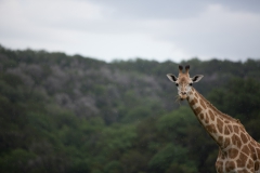 giraffe photograph-2